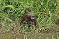 Ein Panama-Capybara
