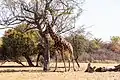 Eine Giraffe in Botswana frisst von einem Baum.
