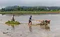 Ein Bauer auf einem Reisfeld in Laos