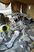 Hier in Spanien hat man diesen versteinerten Knochen gefunden. Er gehörte zu einem Ampelosaurus.