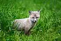 Ein junger Rotfuchs