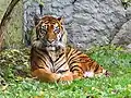 Ein Sumatra-Tiger
