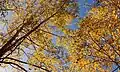 Pappeln im Herbst