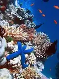 Korallen, Seestern und Fische beim Great Barrier Reef in der Nähe von Australien
