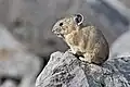 Ein amerikanischer Pfeifhase oder Pika. Dieser lebt in Kanada.