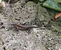 Diese Echse ist eine Trachylepis polytropis.
