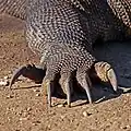 Dieser Fuß gehört einem Komodowaran, einer riesigen Echse