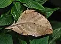 Ein altes, vertrocknetes Blatt? Nein, das ist ein Indischer Blattschmetterling.