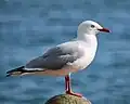 Die Rotschnabelmöwe gibt es nur in Neuseeland.