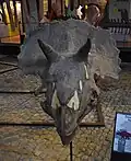 Der Schädel eines Triceratops