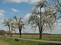 Alte Hochstamm-Birnbäume bieten Lebensraum für viele Vögel.