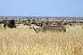 Nashorn im Kruger-Nationalpark in Südafrika
