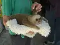 Dieses Baby brauchte die Hilfe von Menschen.
