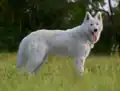 Diese Rasse nennt sich Weißer Schweizer Schäferhund.