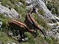 In den Alpen leben die Gämsen...