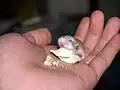 Dieses Hamsterbaby ist sehr zutraulich.