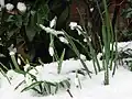 Schneeglöchchen sprießen auch durch die Schneedecke.