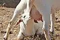 Das Zicklein einer Hausziege trinkt Milch bei seiner Mutter.