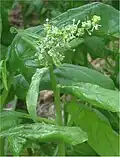 Die männliche Pflanze liefert den Pollen für die Befruchtung.