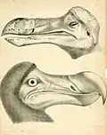 Zeichnungen von Dodo-Köpfen in einem Buch aus dem Jahr 1848