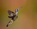 Ein Brauner Veilchenohrkolibri, wie er in Ecuador lebt