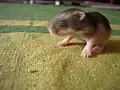 Ein Hamsterbaby 12 Tage nach der Geburt.