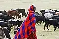 Ein Massai in Afrika mit seiner Viehherde
