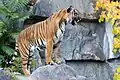 Der Indochinesische Tiger ist in Laos fast ausgestorben. Es gibt davon nur noch etwa 20.
