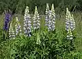 Eine Stauden-Lupine in der Ukraine: Eigentlich stammt sie nicht von hier, sie ist eine „invasive Art“.