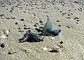 An einem australischen Strand: Die Portugiesische Galeere hat Gift, mit dem sie Fische töten kann.