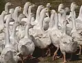 Junge Hausgänse auf einem Bauernhof