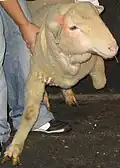Auch diesem Schaf versucht der Tierarzt zu helfen.