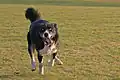 Ein Alaskischer Husky