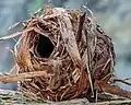 Das Nest einer Zwergmaus