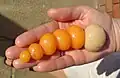 In einem Huhn findet man mehrere Eier gleichzeitig. Die älteren sind schon größer.