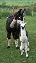 Eine Mutter mit ihrem Jungtier