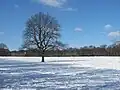 Die Große Wiese im Stadtpark Hamburg im Winter