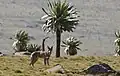 Im Tiefland gibt es Wüste und viel Savanne. Hier lebt auch der Äthiopische Wolf.