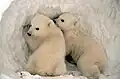 Eisbärzwillinge beim Spielen