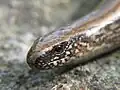 Kopf einer Blindschleiche