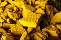 Sogenannter Yellowcake, ein Uran-Konzentrat, aus dem man Atom-Brennstäbe macht.