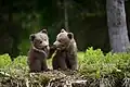 Zwei putzige Jungbärchen