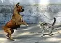 ... aber nun hat der Hund Angst vor der fauchenden Katze. Er richtet sich auf und weicht zurück.
