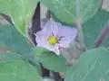 Die Blüte einer Aubergine