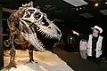 In einem Museum: Ein Wissenschaftler zeigt auf Dinosaurier-Knochen eines Gorgosaurus.