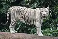Ein Bengaltiger mit weißem Fell