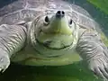 Eine Nördliche Batagur-Schildkröte, im Zoo von Wien