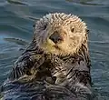 Das Fell eines Seeotters ist ganz besonders dicht.