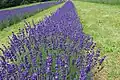 Sogar im nördlichen Kanada wird Lavendel gepflanzt.