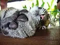 Die Tatze eines Tiger-Jungen, in Thailand